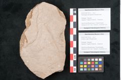 Foto (Objekt + Etikett) von Zostera ungeri Ettingshausen (NHMW-GEO-2024-0188-7923b)